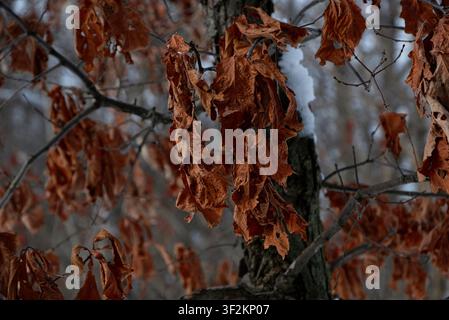 Dry leaves hanging on a tree Stock Photo