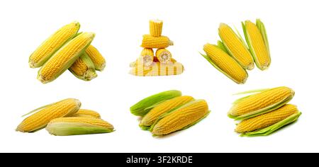 Sweet corn ears isolated. Maize cob cut, autumn sweetcorn, corncob, yellow corn ear on white background Stock Photo