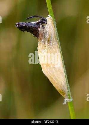 Papery Pupa Cocoon of the Six-spot Burnet Moth Zygaena filipendulae Stock Photo