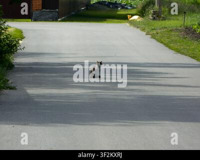Fluffy white and brown cat sitting on a rural road in summer. Fur markings create an eye patch illusion, but both eyes are healthy and clearly visible Stock Photo