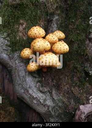 Honey mushrooms growing on old moss-covered log. Forest fungi clustered on decaying wood with rich natural texture and soft woodland atmosphere. Stock Photo