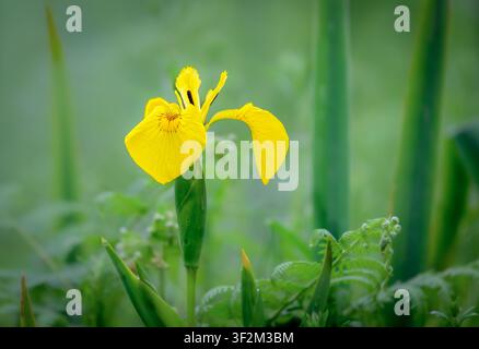 Yellow flag iris (Iris pseudacorus) growing in wetland habitat on the Somerset Levels, England, UK Stock Photo
