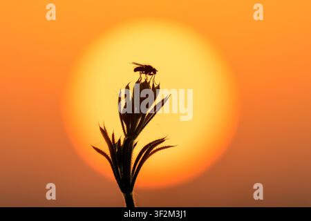Silhouetted fly on a wildflower against a glowing sunrise with vivid orange tones and shallow depth of field at dawn Stock Photo