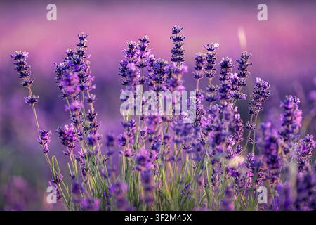 Close-up of purple lavender flowers with a soft blurred background in Somerset, UK Stock Photo