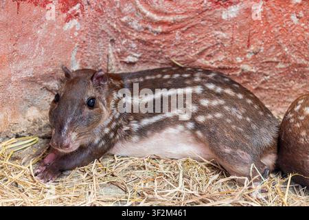 A Lowland Paca (Cuniculus paca) showing its brown coat and distinctive rows of white spots. Stock Photo