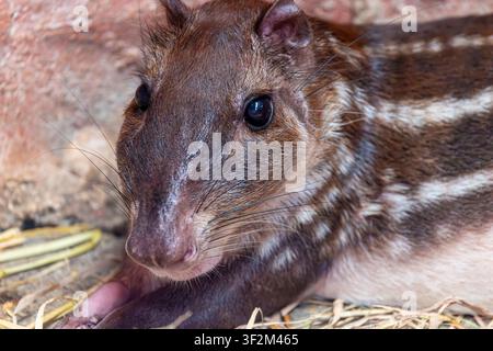 A Lowland Paca (Cuniculus paca) showing its brown coat and distinctive rows of white spots. Stock Photo