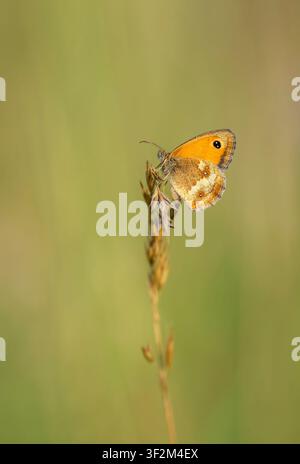 Gatekeeper butterfly, also known as hedge brown, resting on a grass seed head in Somerset, UK with shallow depth of field Stock Photo