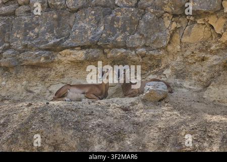 Two mouflons resting together on rocky hillside in natural habitat. Stock Photo