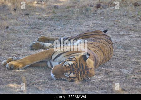 Sleeping Bengal tiger lying on dry ground in shaded wildlife habitat. Stock Photo