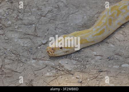Close up of albino Burmese python resting on dry ground. Stock Photo