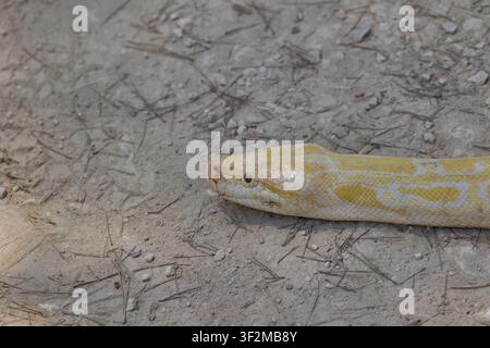 Close up of albino Burmese python resting on dry ground. Stock Photo