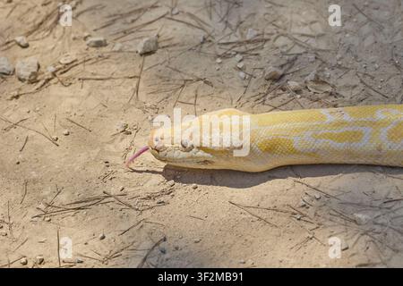Close up of albino Burmese python resting on dry ground. Stock Photo