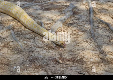 Close up of albino Burmese python resting on dry ground. Stock Photo