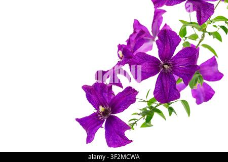 Purple clematis bloom with lush green leaves on minimalist white background . Stock Photo