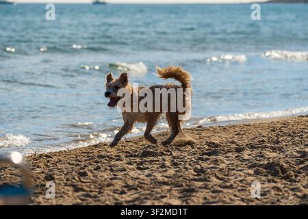 Medium size mongrel dog with light brown shaggy fur is playing joyfully on the sunny beach in front of the water Stock Photo