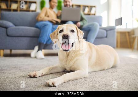 Happy retriever on carpet with couple using laptop on cozy sofa at modern home Stock Photo