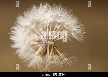 A close-up shows a white dandelion seed head with delicate seeds against a smooth brown blurred background. The shallow depth of field creates a simpl Stock Photo