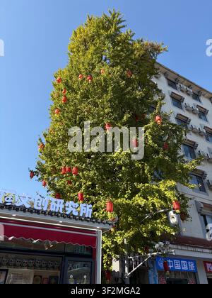 19 November 2025, Qingyang District, Chengdu, Sichuan, China - Golden ginkgo tree decorated with red lanterns on urban commercial street with Chinese shop signs. Stock Photo