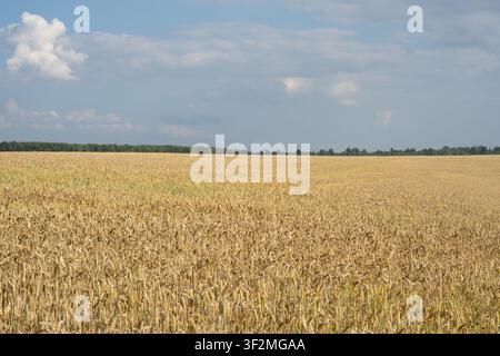 Golden wheat field under dramatic clouds and blue sky, summer agricultural landscape Stock Photo