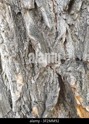 Close-up of old tree bark with deep cracks, rough natural texture and weathered wood surface. High resolution organic background ideal for forestry, n Stock Photo