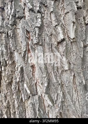 Close-up of old tree bark with deep cracks, rough natural texture and weathered wood surface. High resolution organic background ideal for forestry, n Stock Photo