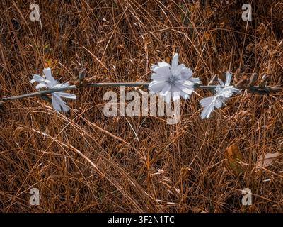 Beautiful white wild flowers on a branch surrounded by brown dry stalks Stock Photo