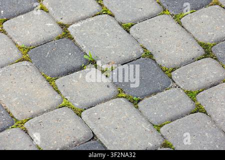 Moss and small weeds grow between worn rectangular paving stones on an outdoor cobblestone walkway, creating natural texture and contrast ideal for ga Stock Photo
