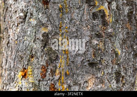 Detailed Tree Bark Texture with Yellow Lichen. Close-up of deeply ridged gray tree bark with patches of yellow lichen and small amber resin deposits. Stock Photo