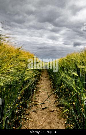 Dark clouds over the cornfield Stock Photo