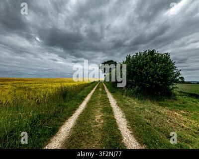 Dark clouds over the cornfield Stock Photo