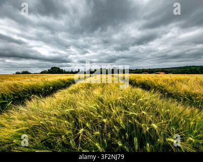 Dark clouds over the cornfield Stock Photo