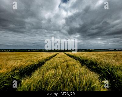 Dark clouds over the cornfield Stock Photo