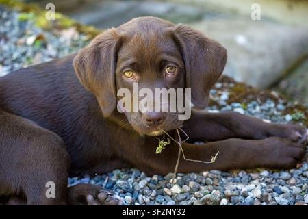 Issaquah, Washington, USA. Winnie, a chocolate colored Pointador (half Labrador and half English Pointer), chewing on a weed, while resting on gravel Stock Photo