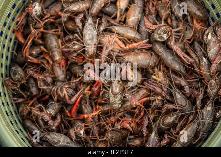 Close-up of live crawfish piled together before cooking at a seafood boil. Stock Photo