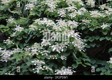 Japanese hydrangea vine Stock Photo