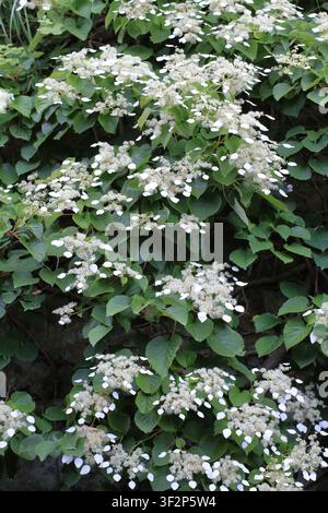 Japanese hydrangea vine Stock Photo