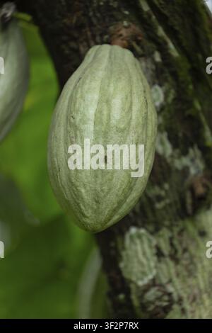 Green cacao pods (Theobroma cacao) growing directly on a mossy tree trunk in the tropical rainforest. Puerto Viejo, Limon, Costa Rica Stock Photo