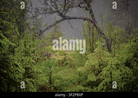View through young firs on a curved branch of a tree in drizzle, Gol, Halligdal, Buskerud, Norway Stock Photo