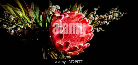 Flower arrangement featuring South African native pink Protea flower on a black background Stock Photo