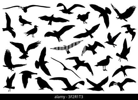 Set of detailed birds silhouettes isolated on white background. Vector illustration Stock Vector