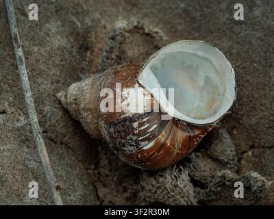 Macro close up shot of an empty weathered brown and white snail shell resting on dry earth dirt ground in a natural outdoor habitat Stock Photo