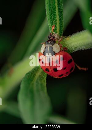 Macro close up shot of a vibrant red ladybug with black spots climbing on a fuzzy green plant stem in a natural garden Stock Photo