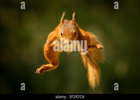 Red squirrel captured mid-air while jumping between branches in the United Kingdom, showing agility in a natural woodland habitat. Stock Photo