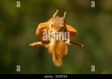 Red squirrel captured mid-air while jumping between branches in the United Kingdom, showing agility in a natural woodland habitat. Stock Photo