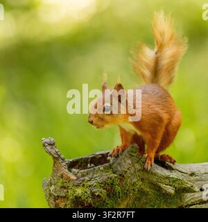 Red squirrel perched on a weathered wooden log in the United Kingdom, showing its cute bushy tail in a natural woodland habitat. Stock Photo