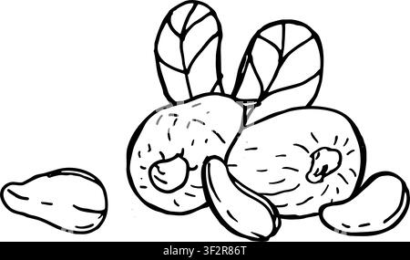 Two Cashew fruit and nuts composition isolated on white. Nut and fruits with leaves. Can used for wrapping, textile, fabric design, food backgrounds. Cashew nuts in vintage linear sketch style. Stock Vector