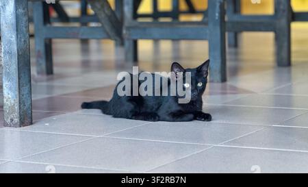A sleek black cat lying comfortably on a tiled floor under a wooden table outdoors in Johor Bahru, Malaysia. Stock Photo
