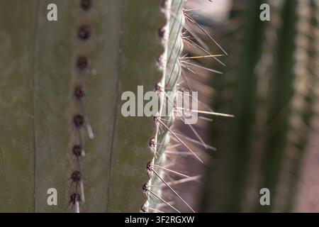 Macro photography of cactus spines illuminated by warm sunlight against textured green ribs. Selective focus emphasizes intricate details, creating a Stock Photo