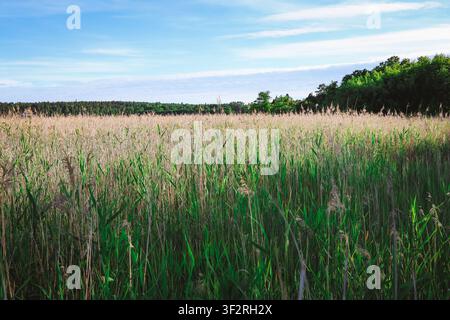 Beach dry grass, reeds, stalks blowing on the wind at golden sunset light. Summer background. Stock Photo