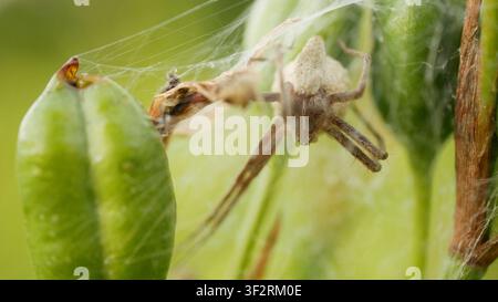 Nursery web spider Pisaura mirabilis cocoon egg protection Pisauridae predatory arachnid web building at seed of Iris sibirica Siberian flag meadow Stock Photo